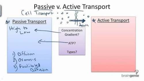 Jen makes a venn diagram to compare active transport and passive transport