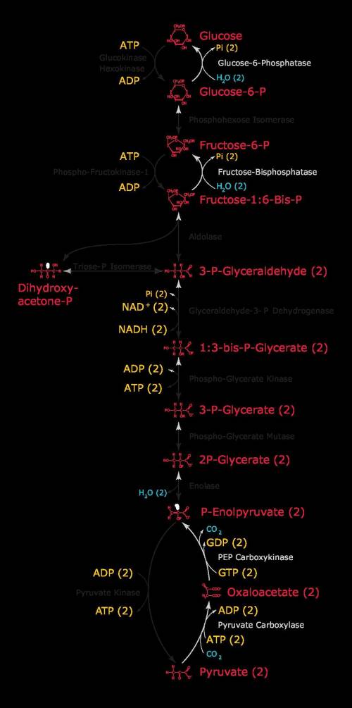 The net energy yield from this pathway, where glucose is broken down through several steps forming p
