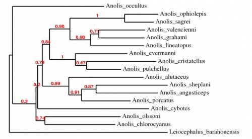 Module two a.according to the phylogenetic tree in this virtual lab, all anole lizards (genus anolis