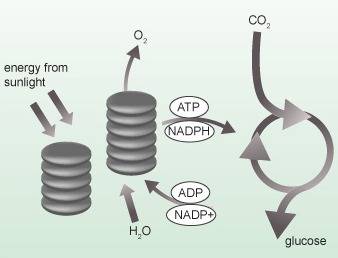 Which illustrates the correct order of the stages of photosynthesis?