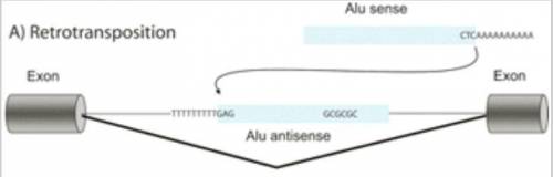 What might happen if an alu element was inserted into the exon of agene?