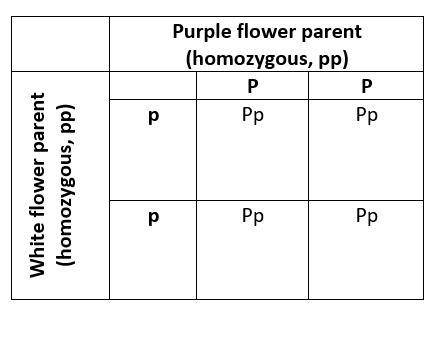 Nducted an experiment by crossing a pea plant homozygous for purple flowerswith a pea plant homozygo