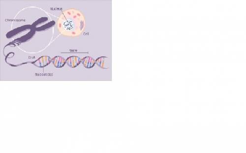 What is the difference between dna genes and chromosomes