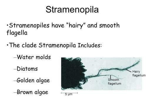 Which of the following have numerous hair-like projections from their flagella?  diatoms golden alga