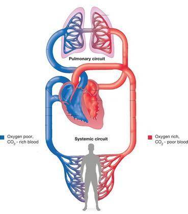 What is a difference between systemic and pulmonary circulation?  a.  systemic circulation carries d