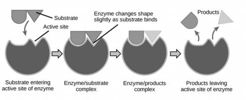 What is the next step in the process after a substrate enters the active site of an enzyme?