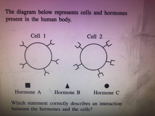 Which statement correctly describes an interaction between the hormones and the cells