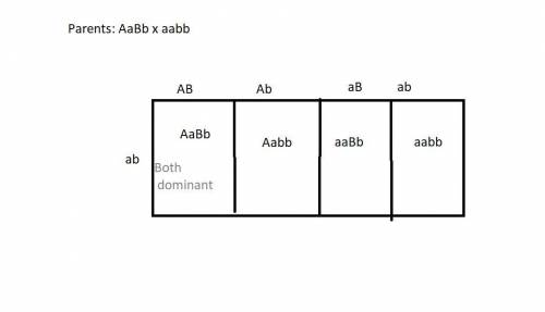 You perform a test cross of the dihybrid aabb and score the phenotypes of 1000 progeny. assuming ind