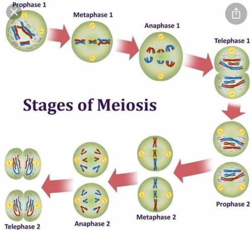 Identify the phases of meiosis:  op cross