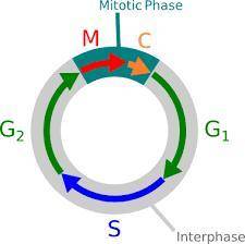 1. during the cell cycle, the cell divides its nucleus and chromosomes during