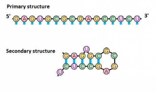 Determine the most stable secondary structure that can be formed from the rna oligonucleotide 5’-gag