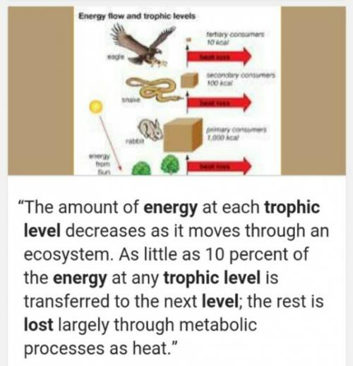 Where does the energy lost betwen levels go?  (ecological pyramid)
