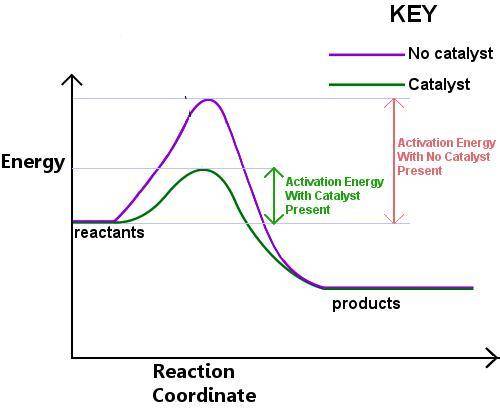 How does activation energy affect a chemical reaction ?   a. it increases the energy of the reactant