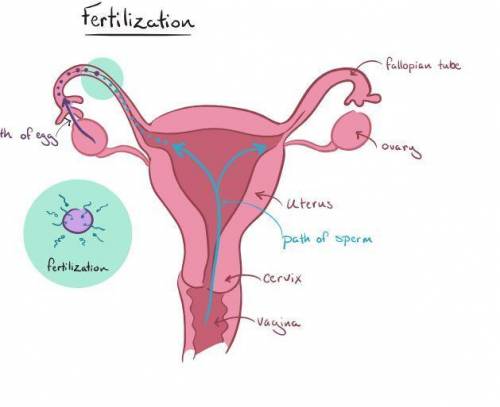 The Diagram Shows The Female Reproductive System What