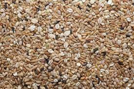 Which of the following is not a grain?  fish, oatmeal, brown rice, whole wheat bread