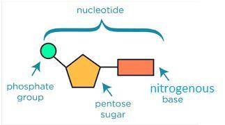 Anucleotide is composed of a(n)   a. phosphate group,  b. a nitrogen-containing base, and  c. a hydr