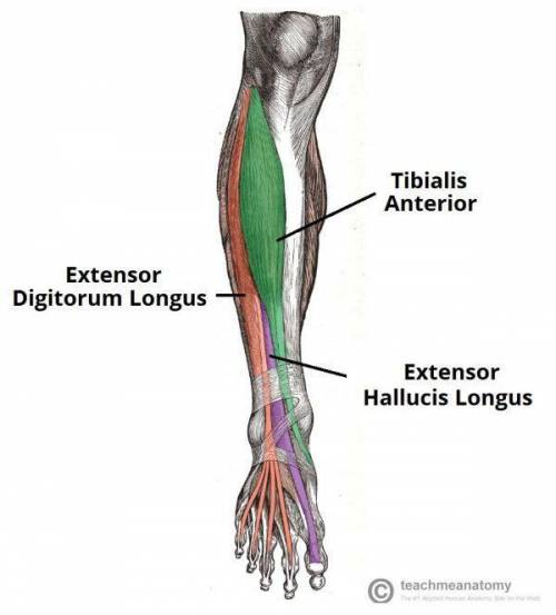 As a collective functional unit, the muscles in the anterior compartment of the leg are responsible