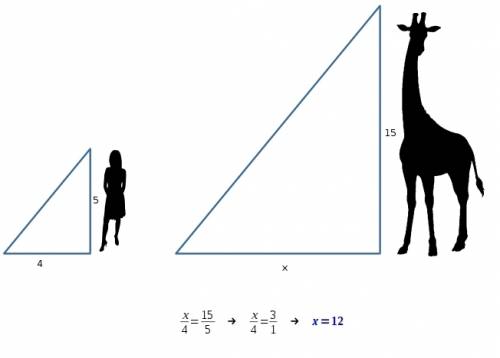 Amanda is 5 feet tall casts a shadow that is 4 feet long find liquid shadow. of 15-ft adult giraffe