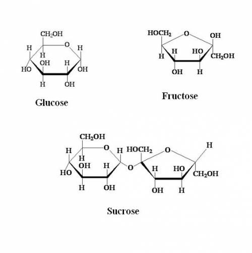 Sucrose is made of which simple sugars?  a. glucose and fructose b. fructose and galactose c. galact