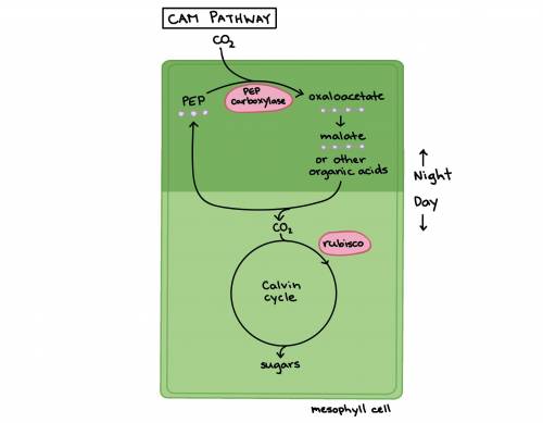 What is photorespiration?  describe the techniques used by c3, c4, and cam plants to minimize photor