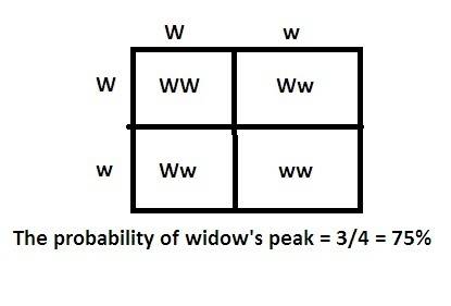 The allele for a widow’s peak has complete dominance over the allele for a straight hairline (w). wh