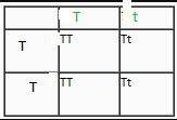 What are the genotypes of the parents in the monohybrid cross below if the following offspring genot