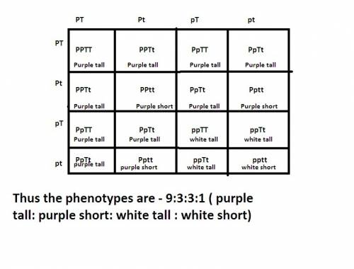 In pea plants p represents purple flowers while p represent white, and t represents tall plants whil