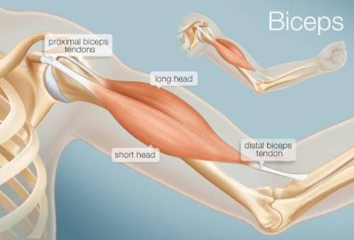 Your biceps muscle is attached to the top of your humerus and to the end of your radius, near your e