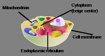 Which part of the cell is semipermeable, or controls what enters and leaves the cell? a: mitochon