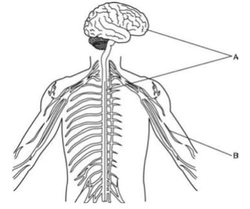 Answer! will give brainliest. the diagram below shows the two main parts of the human nervous syste