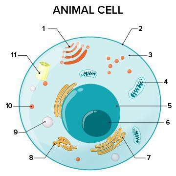 What part of the cell does 9 represent? a. cytoplasm b. lysosome c. ribosome d. centrosome