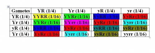 What is a genotype ration between the cross yyrr x yyrr?