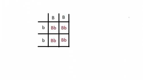 This is a punnett square. in guinea pigs, black hair color is dominant (b) and white hair color is r