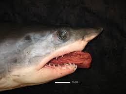 How do sharks digest their food is it by bacteria?