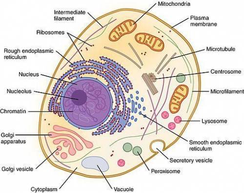 Asappp !  15 points !  a diagram of an animal cell is shown below. each arrow points to a different