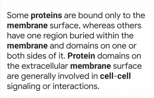 Compare and contrast proteins In cell membrane