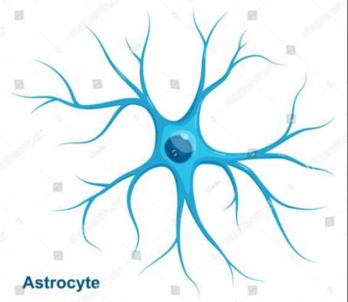 Functions of astrocytes include all of the following except