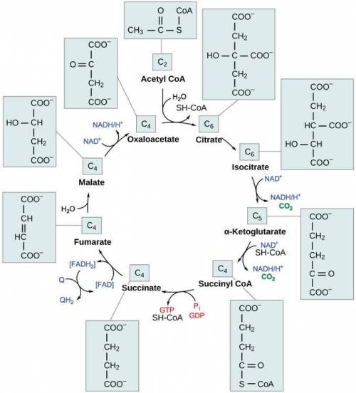 The final step of the citric acid cycle oxidizes malate to back to oxaloacetate and reduces NAD+. Wh