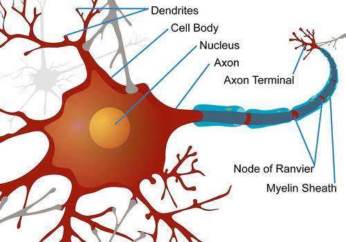 A nerve impulse from one neuron affects the activity of a neighboring neuron at a point of interacti
