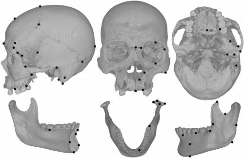 Humans experienced craniofacial changes as a result of the alteration in diet associated with eating