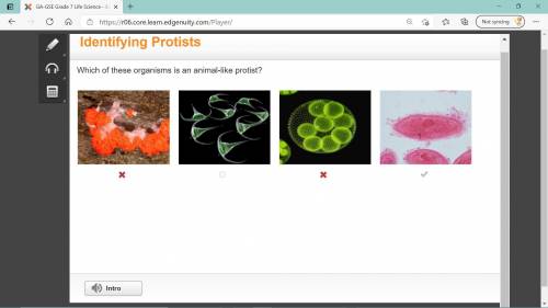 Which organism is an animal-like protist? A. slime mold  dinoflagellate amoeba truffle its not A