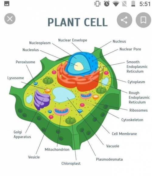 Use the drop-down menus to identify the labeled organelles in the plant cell to the right