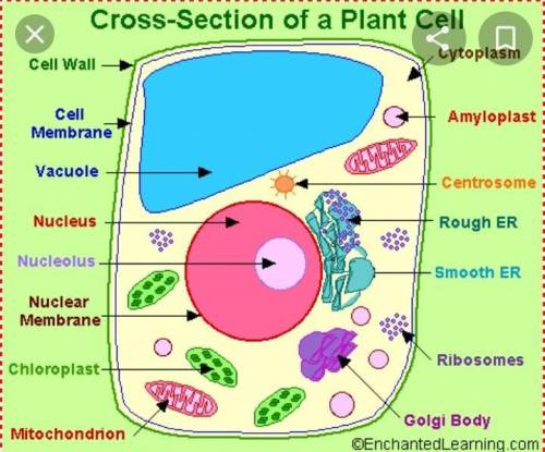 Use the drop-down menus to identify the labeled organelles in the plant cell to the right