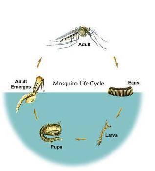 A mosquito in which the agent of diseases undergoes a a portion of its life cycle is known as a .