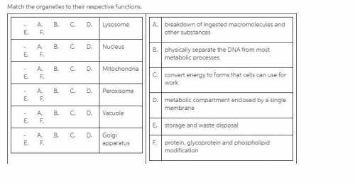 Match the organelles to their respective functions. Lysosome Nucleus Mitochondria Peroxisome Vacuole