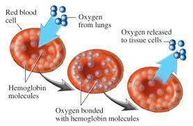 In cellular respiration, animals use oxygen (O2) to harvest energy from their food, giving off carbo
