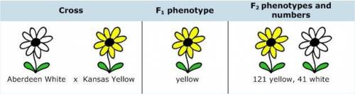 You study color variants of Arabidopsis hypotheticus, a plant with red flowers. You have obtained th