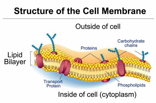 A cell is making lots of a five carbon sugar that needs to be transported across the membrane into t