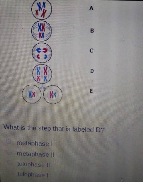 The illustration below shows the steps of meiosis I. The steps of meiosis 1 are shown. In step A, th