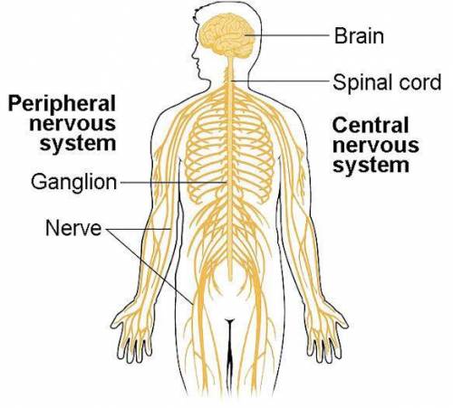Which structure(s) are connected to the peripheral nervous system?